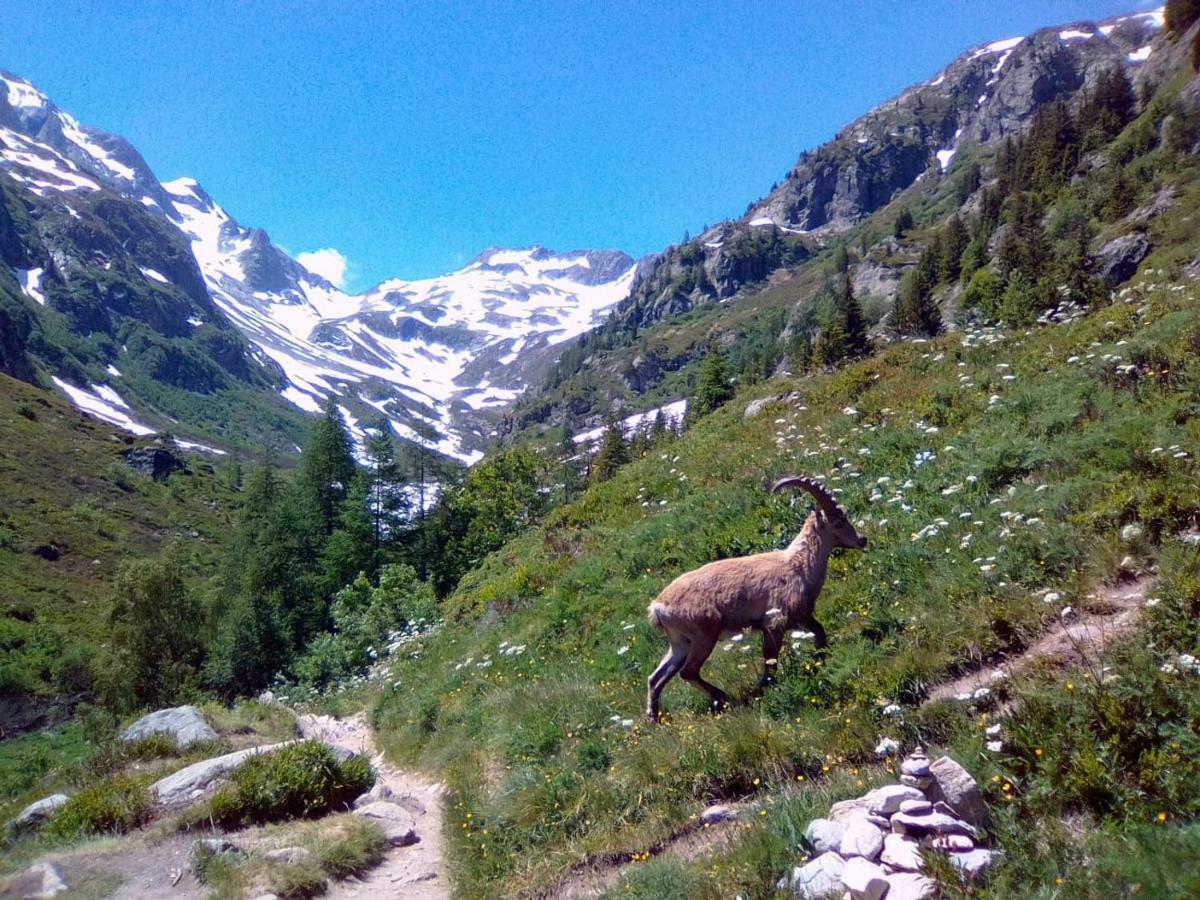 Chalets Pyrene Mont-Blanc Chamonix Dış mekan fotoğraf